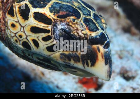 Kopf der Hawksbill Meeresschildkröte (Eretmochelys imbricata) unter Wasser im Riff des Indischen Ozeans Stockfoto