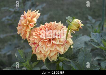Wunderschöne orange und rot gestreifte Dahlienblüten blühen mit frischen Knospen in einem grünen Garten. Stockfoto