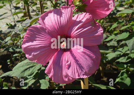 Leuchtende rosafarbene Hibiskusblüten blühen wunderschön mit großen Blütenblättern und grünem Laub in einem sonnigen Garten. Stockfoto