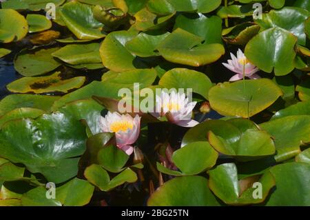 Wunderschöne blühende rosafarbene Seerosen und gelb gesäumte Seerosen, die auf einer ruhigen Teichoberfläche zwischen grünen Lilienpads schwimmen. Stockfoto