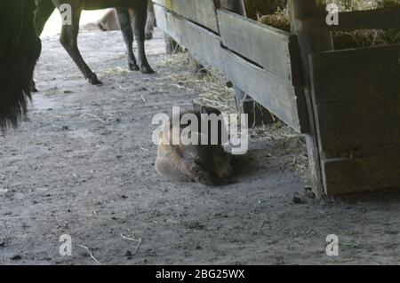 Eine Sammlung europäischer Wildtiere mit europäischen Bisons (Wisent) mit Kälbern, die in einem hölzernen Unterschlupf ruhen, sowie Damhirschen und Rotwild. Stockfoto