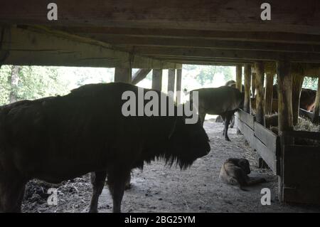 Eine Sammlung europäischer Wildtiere mit europäischen Bisons (Wisent) mit Kälbern, die in einem hölzernen Unterschlupf ruhen, sowie Damhirschen und Rotwild. Stockfoto