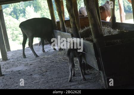 Eine Sammlung europäischer Wildtiere mit europäischen Bisons (Wisent) mit Kälbern, die in einem hölzernen Unterschlupf ruhen, sowie Damhirschen und Rotwild. Stockfoto
