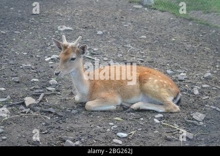 Eine Sammlung europäischer Wildtiere mit europäischen Bisons (Wisent) mit Kälbern, die in einem hölzernen Unterschlupf ruhen, sowie Damhirschen und Rotwild. Stockfoto