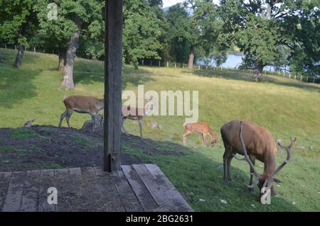 Eine Sammlung europäischer Wildtiere mit europäischen Bisons (Wisent) mit Kälbern, die in einem hölzernen Unterschlupf ruhen, sowie Damhirschen und Rotwild. Stockfoto