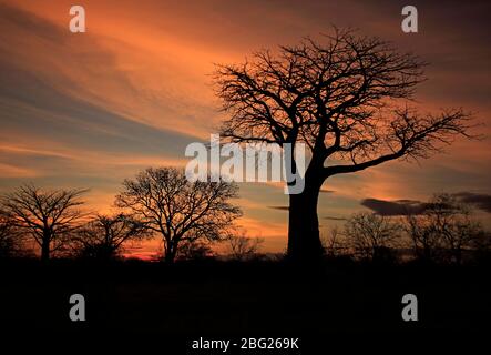 Silhouetten von Baobab und Akazien bei einem afrikanischen Sonnenaufgang Stockfoto