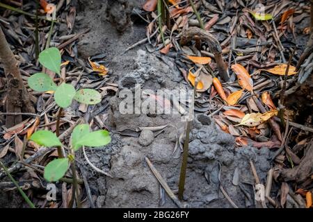 April 1,2020 - Pranburi, Thailand; die Schlammgräben, die die Häuser oder Nester von Thai Essigkrabben sind und im Süden Thailands gefunden werden konnten. Stockfoto