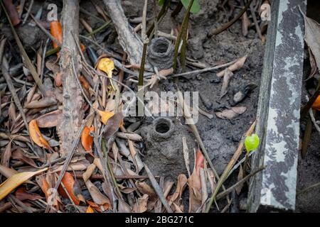 April 1,2020 - Pranburi, Thailand; die Schlammgräben, die die Häuser oder Nester von Thai Essigkrabben sind und im Süden Thailands gefunden werden konnten. Stockfoto