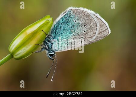 Ein selektives Foto eines schönen Schmetterlings, Glaucopsyche alexis, auf einer Blume vor einem unscharfen grünen Hintergrund thront. Spanien Stockfoto