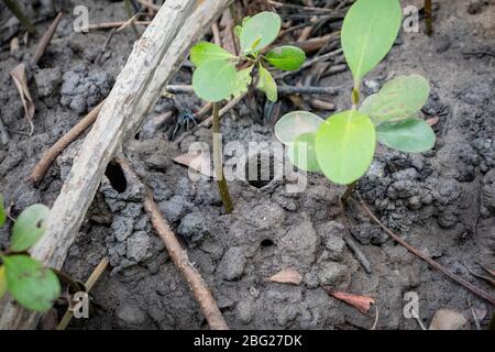 April 1,2020 - Pranburi, Thailand; die Schlammgräben, die die Häuser oder Nester von Thai Essigkrabben sind und im Süden Thailands gefunden werden konnten. Stockfoto
