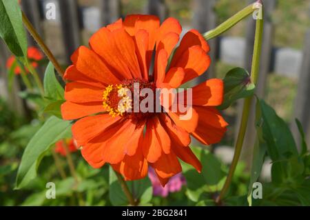 Eine leuchtende orangefarbene Zinnienblüte in voller Blüte, die die komplizierten Details ihrer Blütenblätter und des gelben Zentrums in einem sonnigen Garten im Hinterhof einfängt. Stockfoto