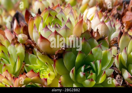 Gemeinsame Houseleek auch bekannt als Sempervivum Tectorum Royanum Pflanze schließen mit einer flachen Tiefe des Feldes Stockfoto