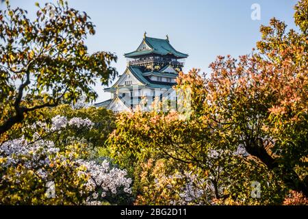 Osaka Burg von buschigen Bäumen und Kirschblüten in Japan umgeben Stockfoto