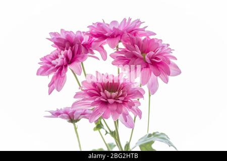 Bouquet von zarten rosa Chrysanthemen auf weißem Hintergrund Nahaufnahme Stockfoto