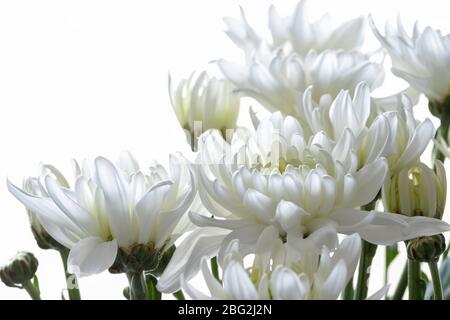 Bouquet von zarten weißen Chrysanthemen im Sonnenlicht auf weißem Hintergrund Nahaufnahme Stockfoto