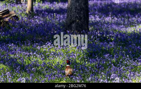 Ein Fasan ist von Blaubellen umgeben, die einen Wald in der Nähe von Henley-on-Thames, Buckinghamshire, bedecken, da Großbritannien warme Temperaturen genießt. Stockfoto