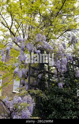 Bunte lila malvenfarbene Glyzinien Blüten wachsen über einem hölzernen Gitter Zaun Panel Stockfoto