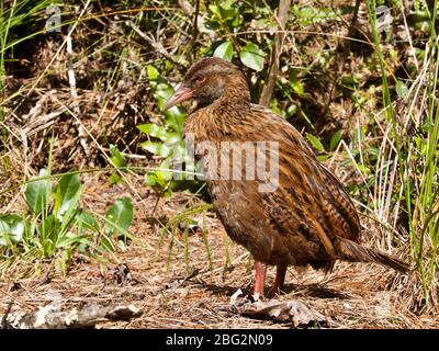 WEKA Vogelprächen (Gallirallus australis) auf Ulva Island, Neuseeland Stockfoto