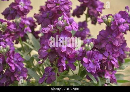 Nahaufnahme von lila Farbe Stock Blumen, wissenschaftlich als Matthiola incana bekannt, der gemeinsame Name "Nacht-duftenden Stock" oder "Abend-duftenden Stock" Stockfoto