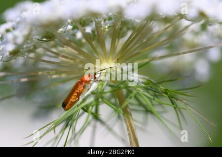 Ein invasiver Rotkäfer klettert auf der Unterseite von Queen Anne's Lace in Toronto, Ontario. Stockfoto