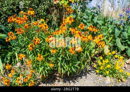 Leuchtend orange und gelbe Blüten von Wandblumenpflanzen Erysimum grenzt an einen Weg mit einer Hecke und Zaun hinter Stockfoto