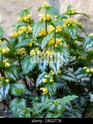 Nahaufnahme des Gelben Erzengels in Blüte. Stockfoto