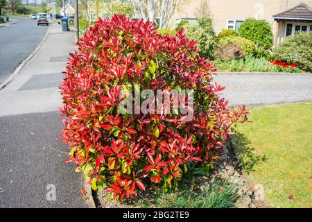 A Photinia × fraseri , photinia 'Red Robin' Busch zeigt kontrastierende Laub im April Stockfoto
