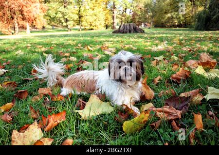 Shih Tzu Haustier Hund liegt im grünen Gras mit herbstlichen Blättern bedeckt Stockfoto