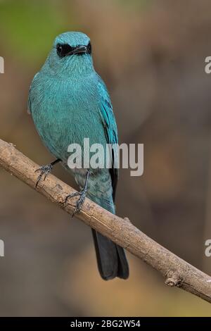 Verditer Flycatcher Stockfoto