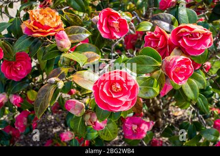 Ein Abschnitt eines japanischen Kamelie Camellia japonica Strauch mit zahlreichen Blüten in verschiedenen Stadien des Wachstums von Knospe bis Verfall Stockfoto