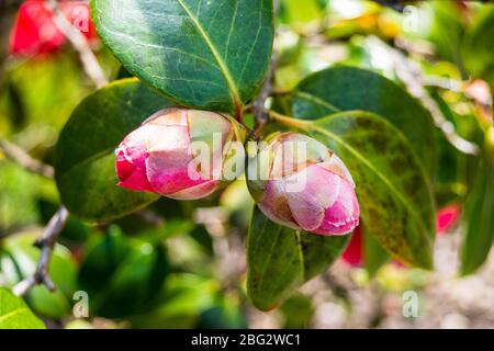 Ein Paar von Sonne beblumte Blütenknospen einer japanischen Kamelie, Camellia japonica, Strauch mit einem Rahmen von Blättern Stockfoto
