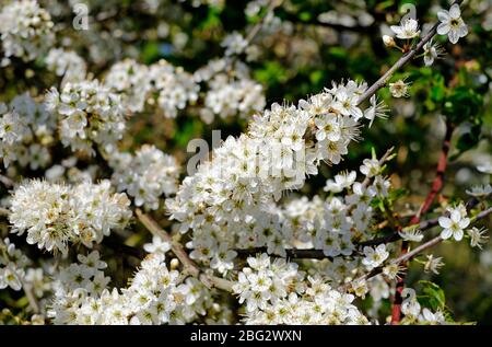 Frühling blühende weiße Weißdorn Blüten in Hecken, Nord norfolk, england Stockfoto