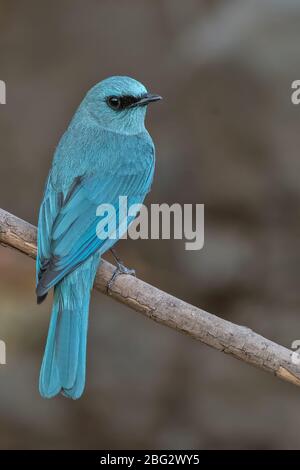 Verditer Flycatcher Stockfoto
