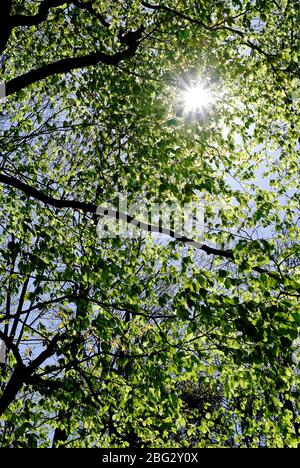 Sonnenschein, Sonnenstrahl durch Frühlingsblätter auf Baum, norfolk, england Stockfoto