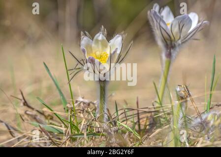 Schöne weiße gelbe Frühling Wildblumen Schneeglöckchen (pulsatilla patens) Nahaufnahme auf einem Hintergrund von trockenem Gras in der Sonne Stockfoto