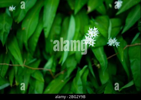 Frühling im europäischen Wald. Allium ursinum bekannt es Bärlauch, Ramsons, Buckrams, breitblättrigen Knoblauch, Knoblauch, Bärlauch oder Bärlauch. Stockfoto