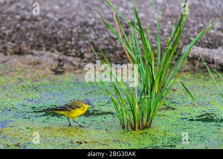 Schafstelze Motacilla flava feldegg oder in der wilden Natur Stockfoto