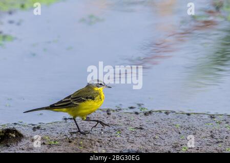 Weibliche Western Schafstelze Motacilla flava oder in der wilden Natur Stockfoto