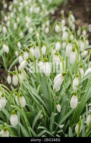 Zarte, schöne Schneefallenblüten in der Frühlingssaison. Stockfoto