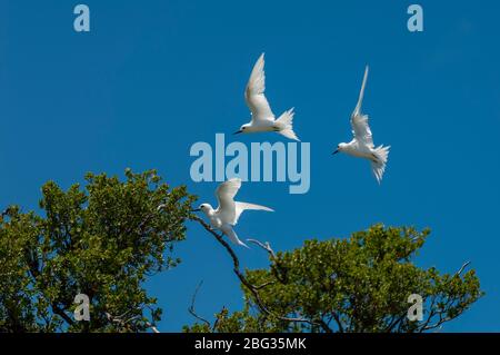 Weiße Tern, Vogelinsel, Tikehau, Tuamotu-Archipel, Französisch-Polynesien. Stockfoto