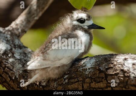 Weiße Tern, Vogelinsel, Tikehau, Tuamotu-Archipel, Französisch-Polynesien. Stockfoto