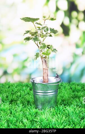 Kleiner Baum im Eimer auf Gras auf natürlichem Hintergrund Stockfoto