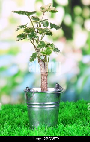 Kleiner Baum im Eimer auf Gras auf natürlichem Hintergrund Stockfoto