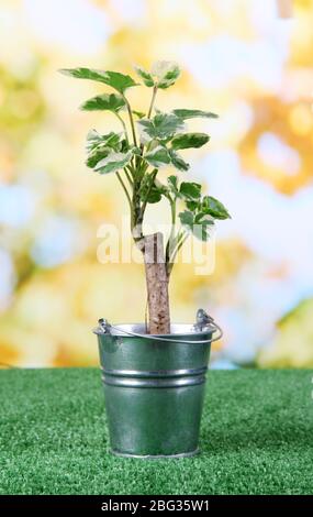 Kleiner Baum im Eimer auf Gras auf natürlichem Hintergrund Stockfoto