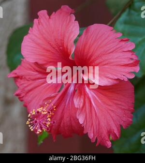 Nahaufnahme Der Großen Blume Des Violetten Hibiskus (Hibiscus Rose Tiny Bud) Auf Grünen Blättern Natürlicher Hintergrund. Red Hibiscus hawaiianische Pflanze In T Stockfoto