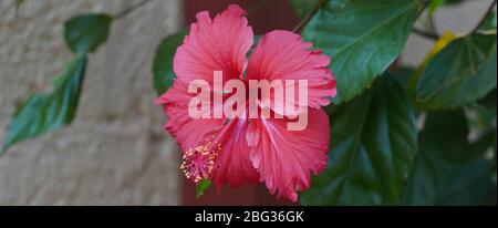 Nahaufnahme Der Großen Blume Des Violetten Hibiskus (Hibiscus Rose Tiny Bud) Auf Grünen Blättern Natürlicher Hintergrund. Red Hibiscus hawaiianische Pflanze In T Stockfoto