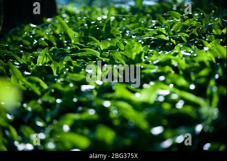 Frühling im europäischen Wald. Allium ursinum bekannt es Bärlauch, Ramsons, Buckrams, breitblättrigen Knoblauch, Knoblauch, Bärlauch oder Bärlauch. Stockfoto