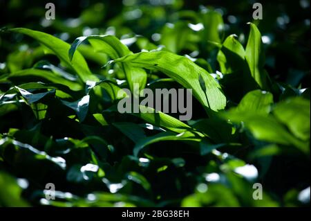 Frühling im europäischen Wald. Allium ursinum bekannt es Bärlauch, Ramsons, Buckrams, breitblättrigen Knoblauch, Knoblauch, Bärlauch oder Bärlauch. Stockfoto