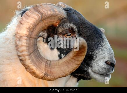 Nahaufnahme eines Blackface RAM Kopf im Profil, Schottland. Stockfoto