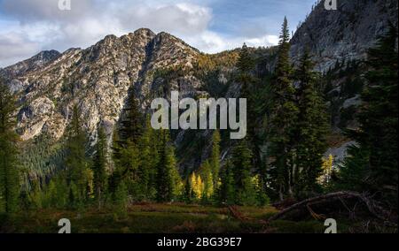 Westliche und alpine Lärchen geben im North Cascades National Park Platz an einem sonnenbeschienenen Berghang unter einem teilweise bewölkten Himmel Stockfoto